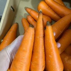 人参🥕の画像