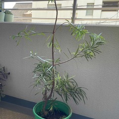 ラカンマキかイマヌキ　2本セットの画像
