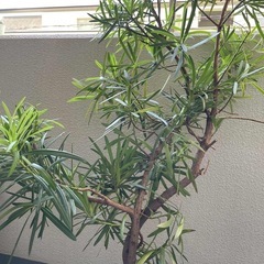 ラカンマキかイマヌキ　2本セットの画像