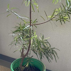 ラカンマキかイマヌキ　2本セットの画像