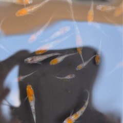 坂出三色
の画像