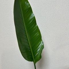 ストレリチア オーガスタの画像