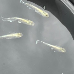 エメキン成魚5メダカ匹の画像
