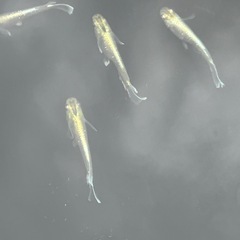 エメキン成魚5メダカ匹の画像