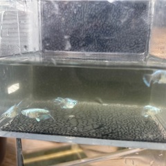 秋のメダ活🐟スタートセット②  ★NVボックス#13の画像