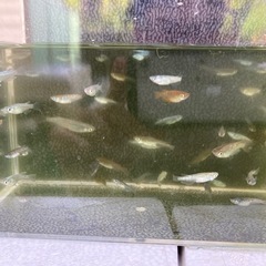 秋のメダ活🐟スタートセット②  ★NVボックス#13の画像