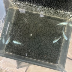 秋のメダ活🐟スタートセット②  ★NVボックス#13の画像