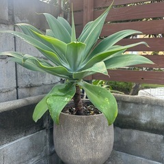 アガベ　アテナータ　多頭　観葉植物　鉢ごと　インテリア　ドライガーデン　の画像