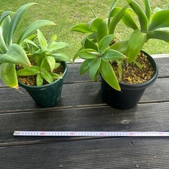 アガベ　アテナータ　多頭　観葉植物　鉢ごと　インテリア　ドライガーデン　の画像