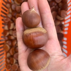栗 値下げ中の画像
