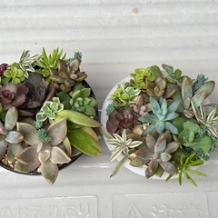 可愛い多肉植物の寄せ植え2個セットの画像