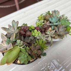 可愛い多肉植物の寄せ植え2個セットの画像