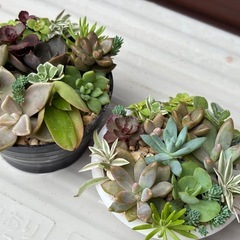 可愛い多肉植物の寄せ植え2個セットの画像
