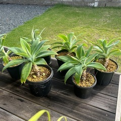 アガベ　アテナータ　鉢ごと　観葉植物　幹立ち　インテリア　ドライガーデンの画像