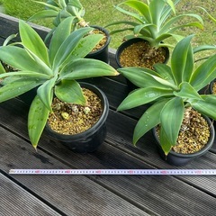 アガベ　アテナータ　鉢ごと　観葉植物　幹立ち　インテリア　ドライガーデンの画像