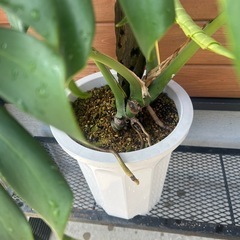 モンステラ　デリシオーサ　観葉植物　インテリアグリーン　杉板カバー付　の画像