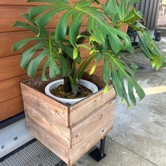 モンステラ　デリシオーサ　観葉植物　インテリアグリーン　杉板カバー付　の画像