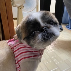 ペキニーズ🐶先月9月で６歳になりました。