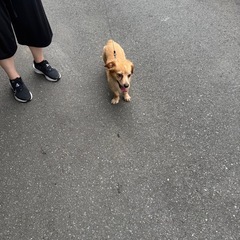 ペットトリミングの画像