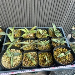 アガベ　チタノタブルー　実生　観葉植物の画像