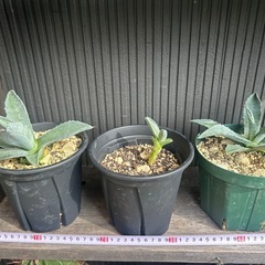 アガベ　アメリカーナ　リュウゼツラン　アオノリュウゼツラン　観葉植物　ロックガーデン　ドライガーデンの画像