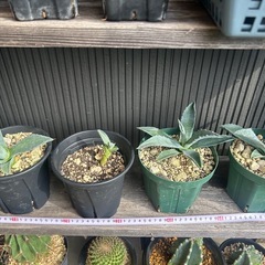 アガベ　アメリカーナ　リュウゼツラン　アオノリュウゼツラン　観葉植物　ロックガーデン　ドライガーデンの画像