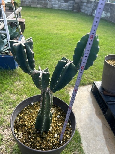 サボテン　柱サボテン　鬼面角　ブランチ　ロックガーデン　ドライガーデン　定番　観葉植物　植木鉢ごと