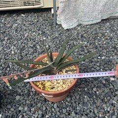 ガステリア　アキナキフォリア　観葉植物　多肉植物　インテリアグリーンの画像