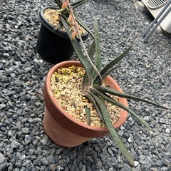 ガステリア　アキナキフォリア　観葉植物　多肉植物　インテリアグリーンの画像