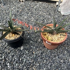 ガステリア　アキナキフォリア　観葉植物　多肉植物　インテリアグリーンの画像