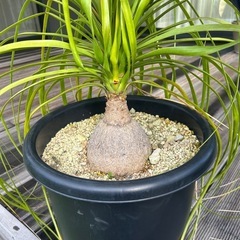 トックリラン　ノリナ　観葉植物　塊根植物　の画像