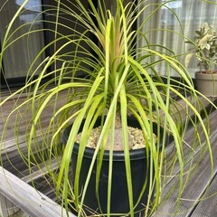 トックリラン　ノリナ　観葉植物　塊根植物　の画像