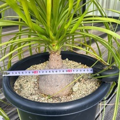トックリラン　ノリナ　観葉植物　塊根植物　の画像