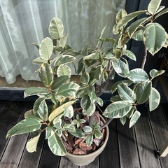 フィカス　ゴムノキ　ティネケ　ティネッケ　観葉植物　インテリアグリーン　鉢ごとの画像