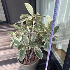 フィカス　ゴムノキ　ティネケ　ティネッケ　観葉植物　インテリアグリーン　鉢ごとの画像