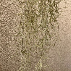 🌿チランジア ウスネオイデスの画像