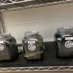追記　宇部市　メダカ　めだかの画像