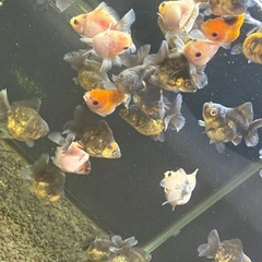 ☆残り僅か☆ローズテールオランダランダム10匹の画像