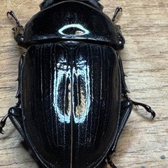 25年羽化　能勢YG オオクワガタ　ペアの画像