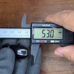 25年羽化　能勢YG オオクワガタ　ペアの画像