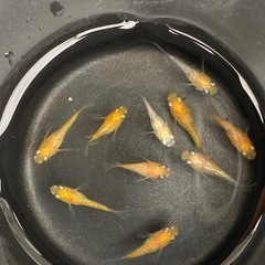 メダカ　王華ダルマ　半ダルマ　幼魚10匹セット　の画像