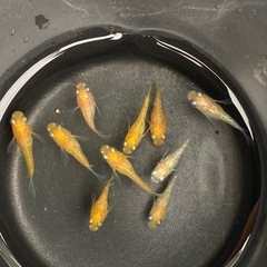 メダカ　王華ダルマ　半ダルマ　幼魚10匹セット　の画像