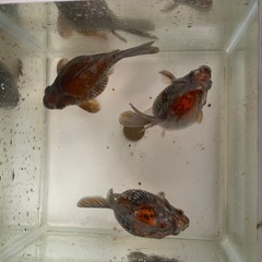 玉サバ　冬眠前セール中　黒銀極　墨銀鱗　親個体　抱卵の画像