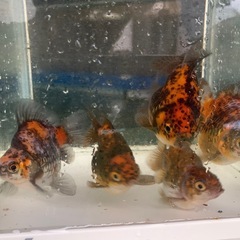 玉サバ　冬眠前セール中　黒銀極　墨銀鱗　親個体　抱卵の画像