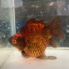 玉サバ　冬眠前セール中　黒銀極　墨銀鱗　親個体　抱卵の画像