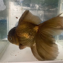 金魚　ｵﾗﾝﾀﾞ ﾛｰｽﾞﾃｰﾙの画像