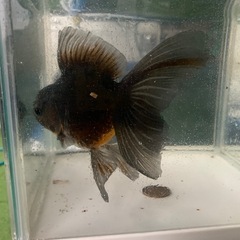 金魚　ｵﾗﾝﾀﾞ ﾛｰｽﾞﾃｰﾙの画像