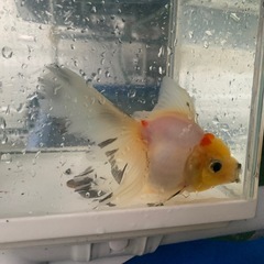 金魚　ｵﾗﾝﾀﾞ ﾛｰｽﾞﾃｰﾙの画像