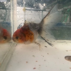 金魚　ｵﾗﾝﾀﾞ ﾛｰｽﾞﾃｰﾙの画像
