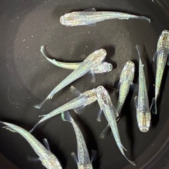 道中メダカ🌊エメラルドムーン🌙５ペアの画像